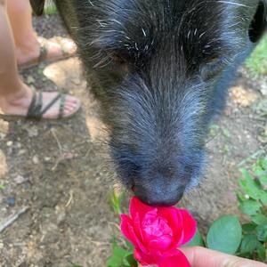 Meet your Posher, Pierce